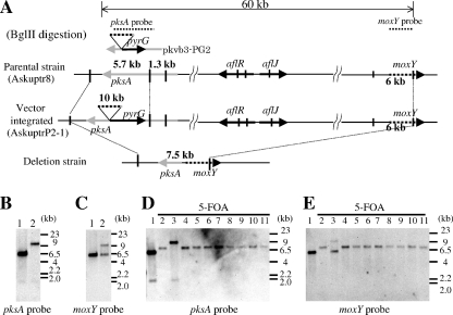 FIG. 2.