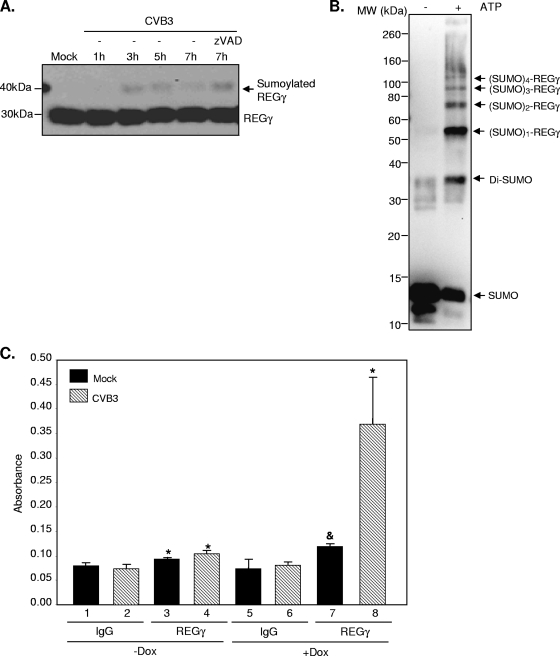 FIG. 8.