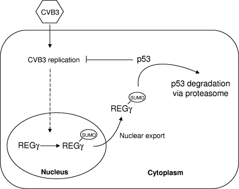 FIG. 9.