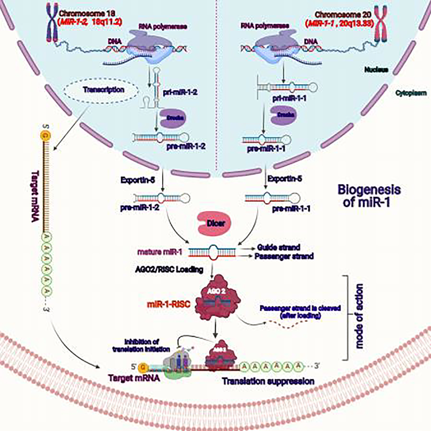 Figure 2: