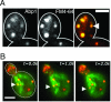 FIG. 2.