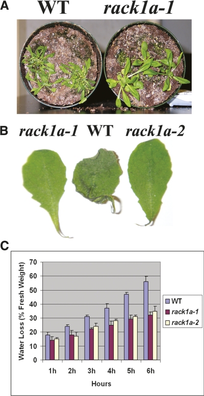 Figure 7.