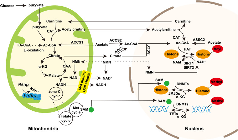 FIGURE 1