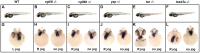 Figure 1—figure supplement 3.