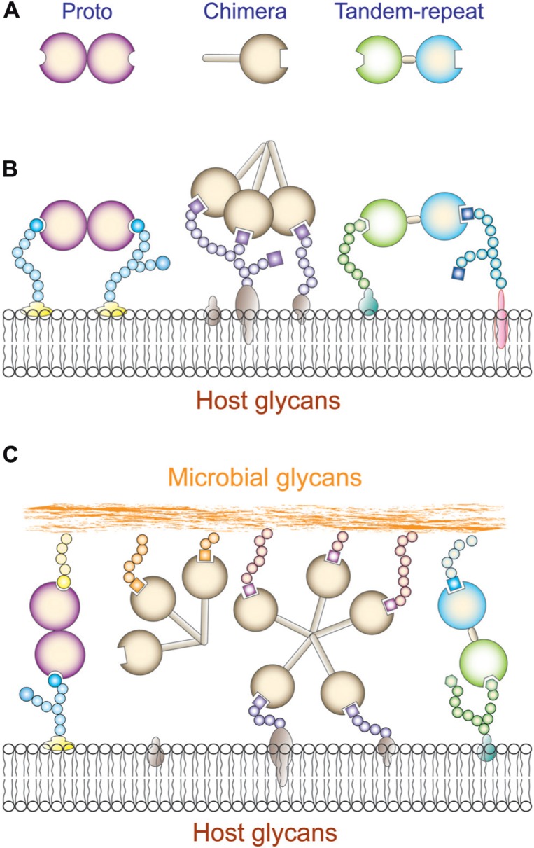 FIGURE 2