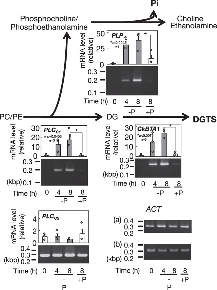 Fig. 9