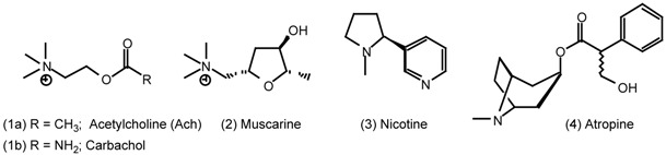 graphic file with name molecules-06-00142-i001.jpg