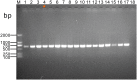 Fig 7
