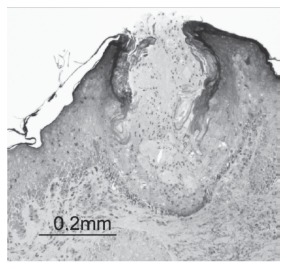 Fig. 5: