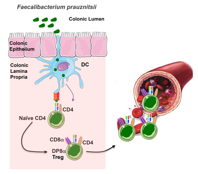 In the colonic mucosa, antigens of Faecalibacterium prausnitzii (a clostridium bacteria from the gut microbiota) are presented by dendritic cells. Recognition of these antigens by the CD4 T cells equipped with a specific TCR contributes to their differentiation into FoxP3-lacking regulatory T cells (Treg) characterized by the co-expression of CD4 and CD8α. Most of these Treg stay in the colonic mucosa where they prevent excessive inflammatory responses. A fraction of them migrate into the blood, likely contributing to the immune tolerance outside the gut.