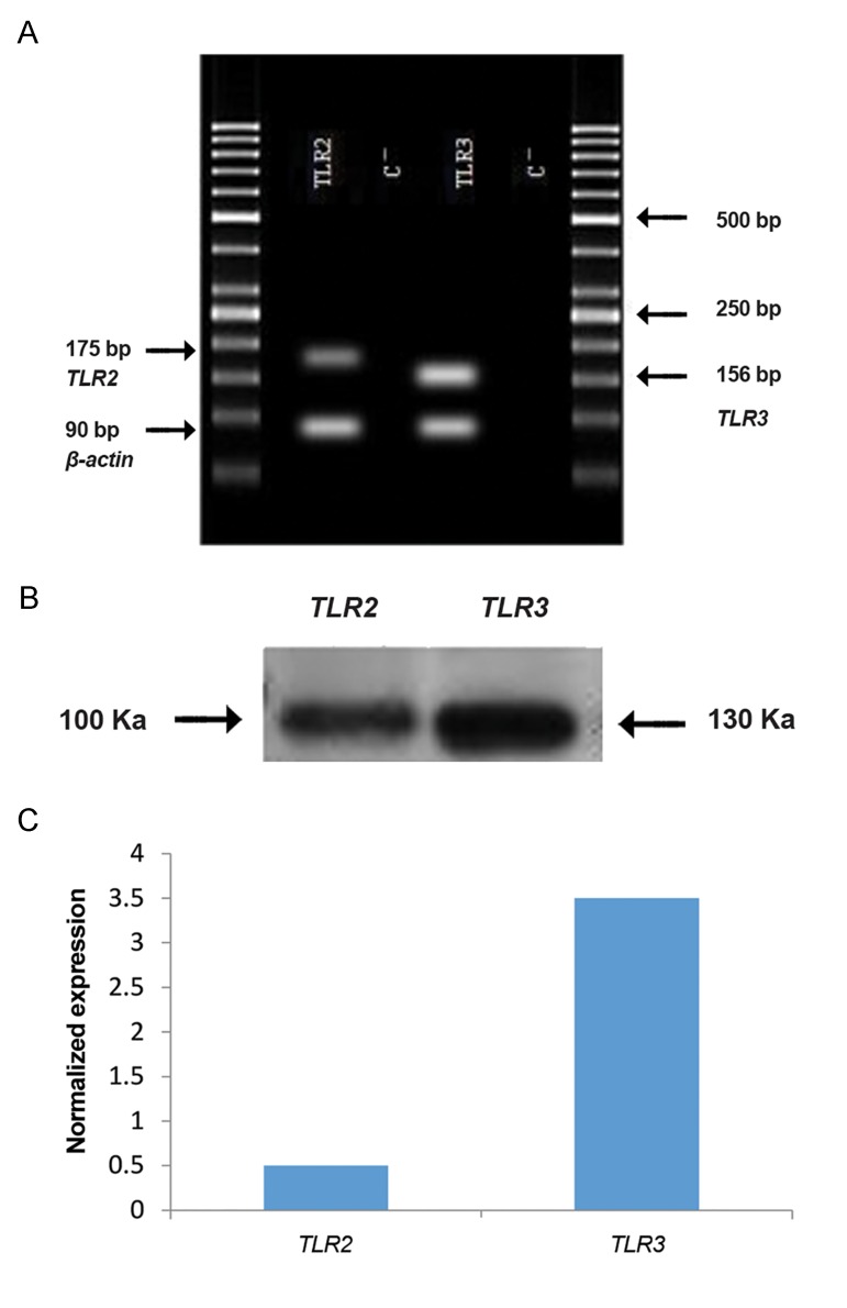 Fig.8