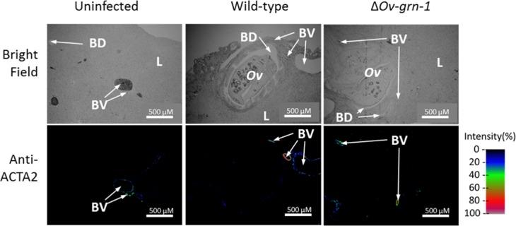 Figure 4—figure supplement 1.