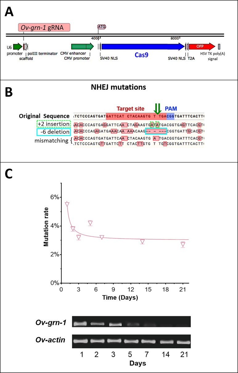 Figure 1—figure supplement 1.