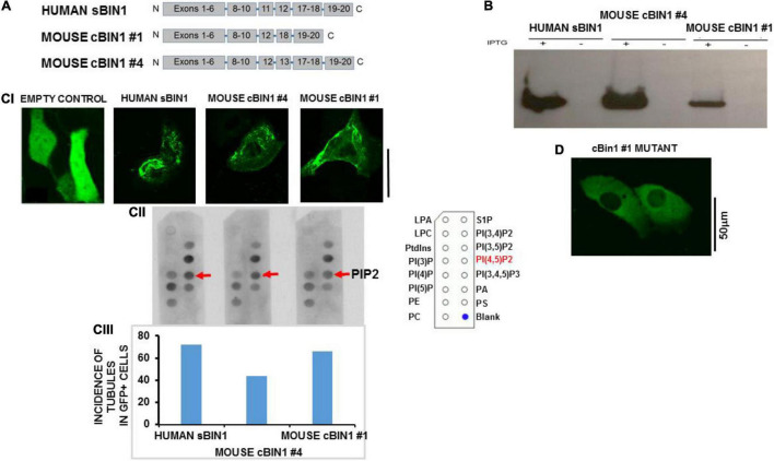 FIGURE 3