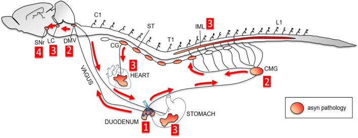 Fig. 7