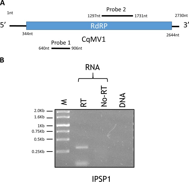 FIG 1