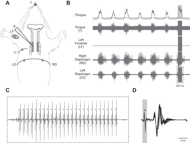 Fig. 1.