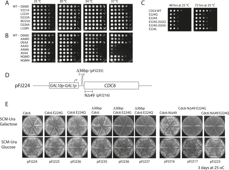 Figure 1—figure supplement 1.