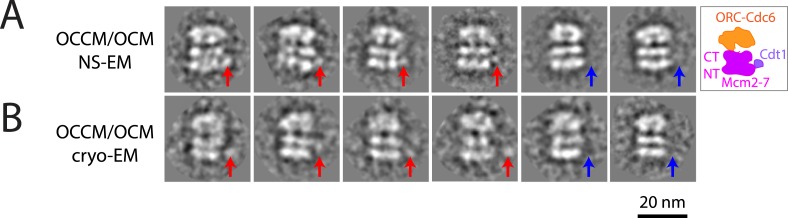 Figure 2—figure supplement 1.