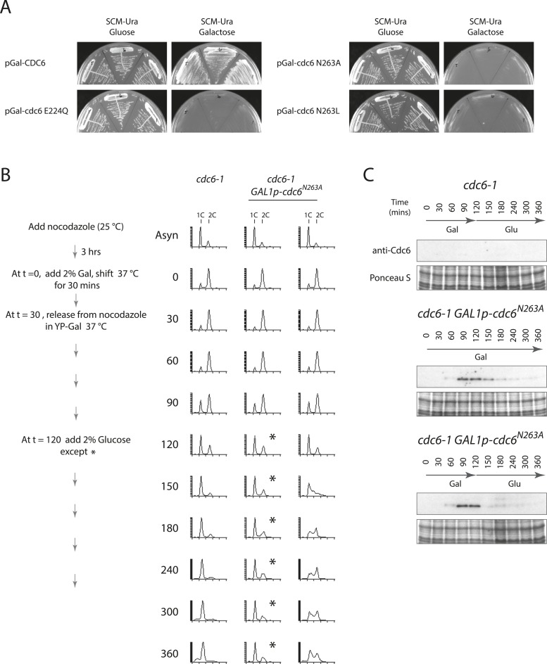 Figure 5—figure supplement 2.