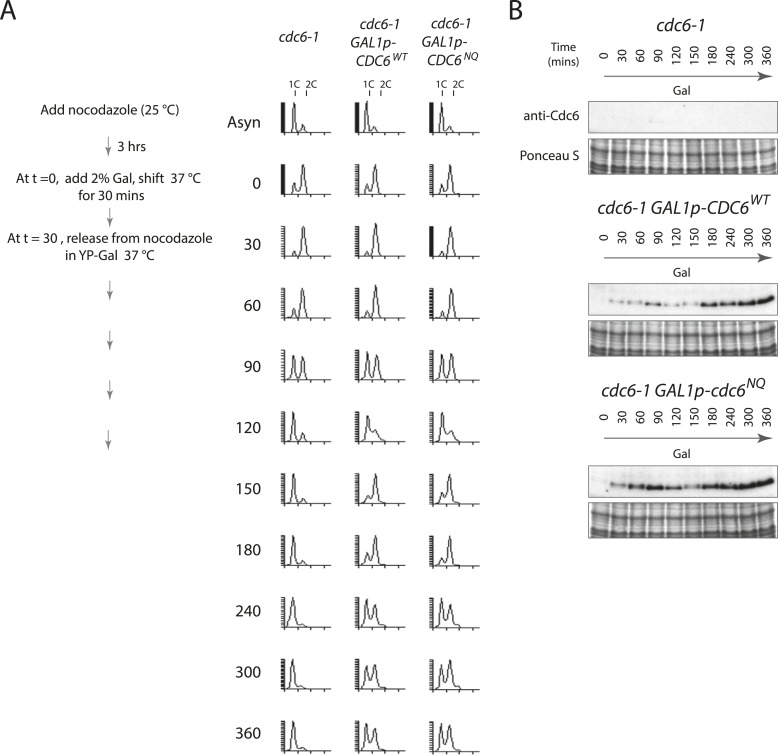 Figure 4—figure supplement 1.