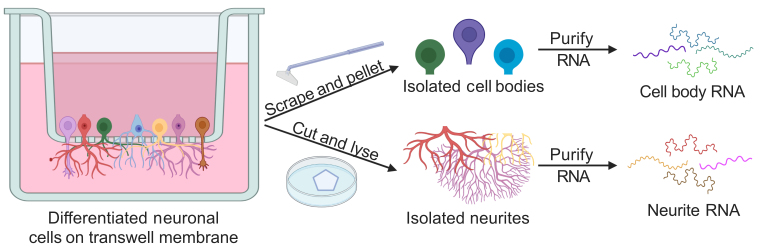 graphic file with name BioProtoc-11-11-4048-ga001.jpg