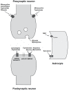 Fig. (1)
