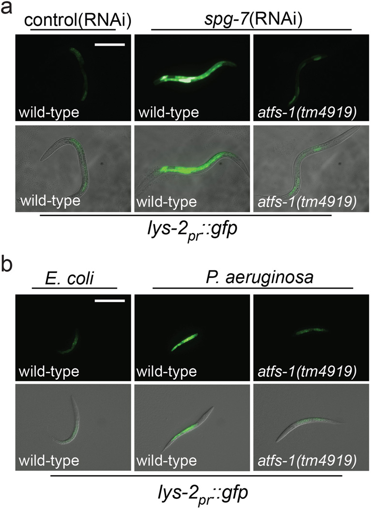 Extended Data Figure 3