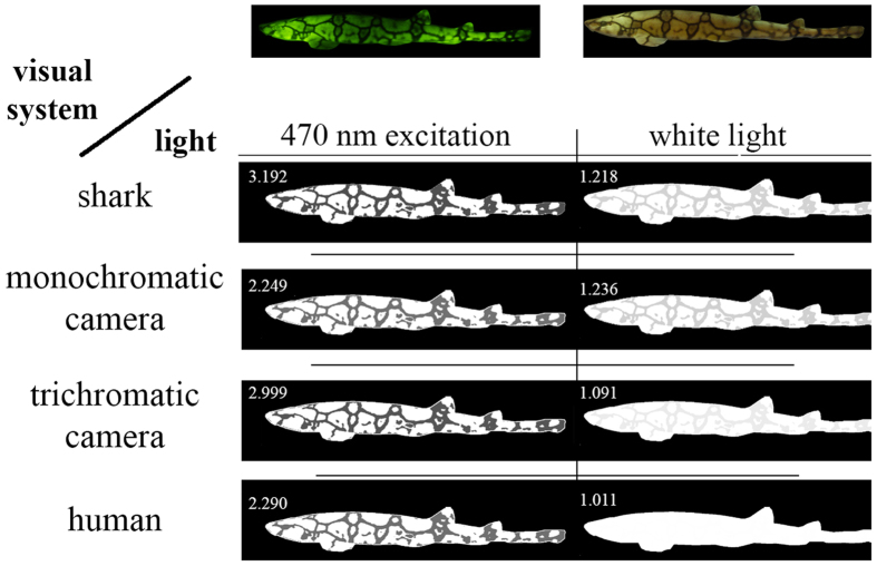 Figure 11