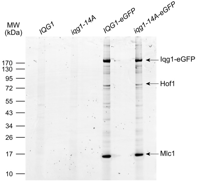 Fig. 5.