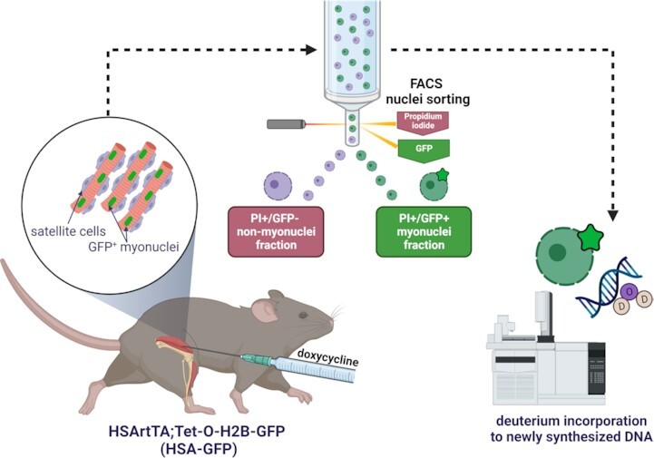 Graphical Abstract