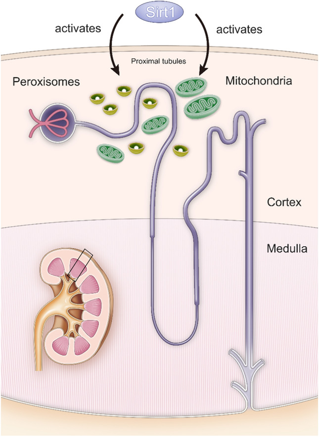 Fig. 3