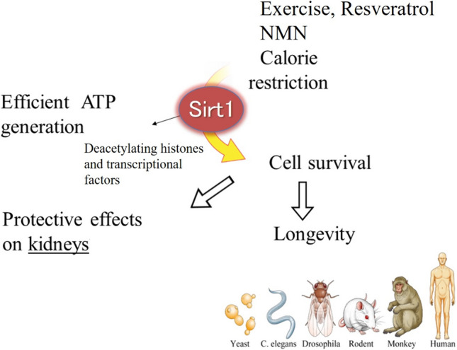 Fig. 2