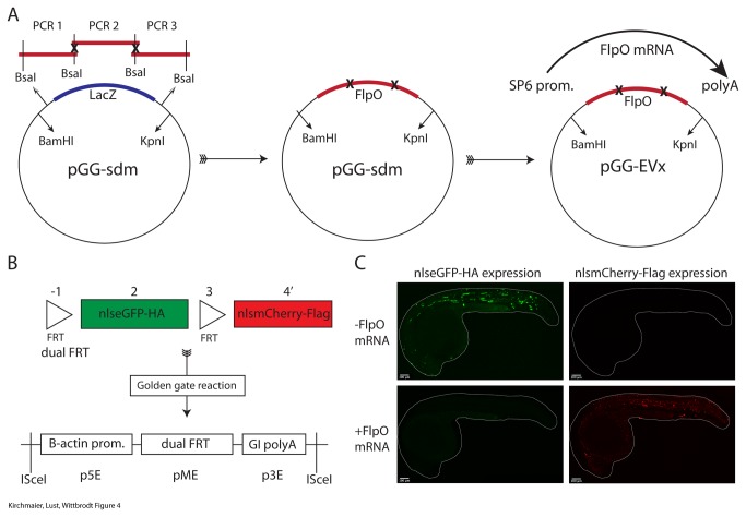 Figure 4