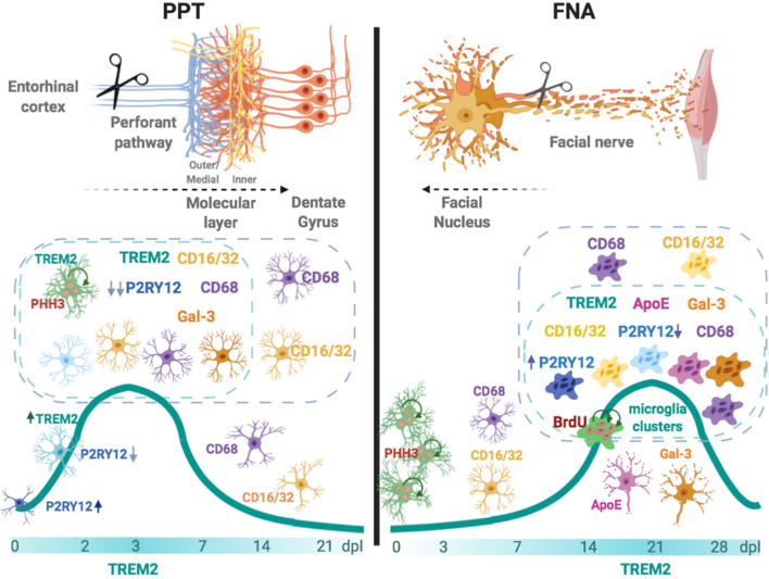 Graphical Abstract