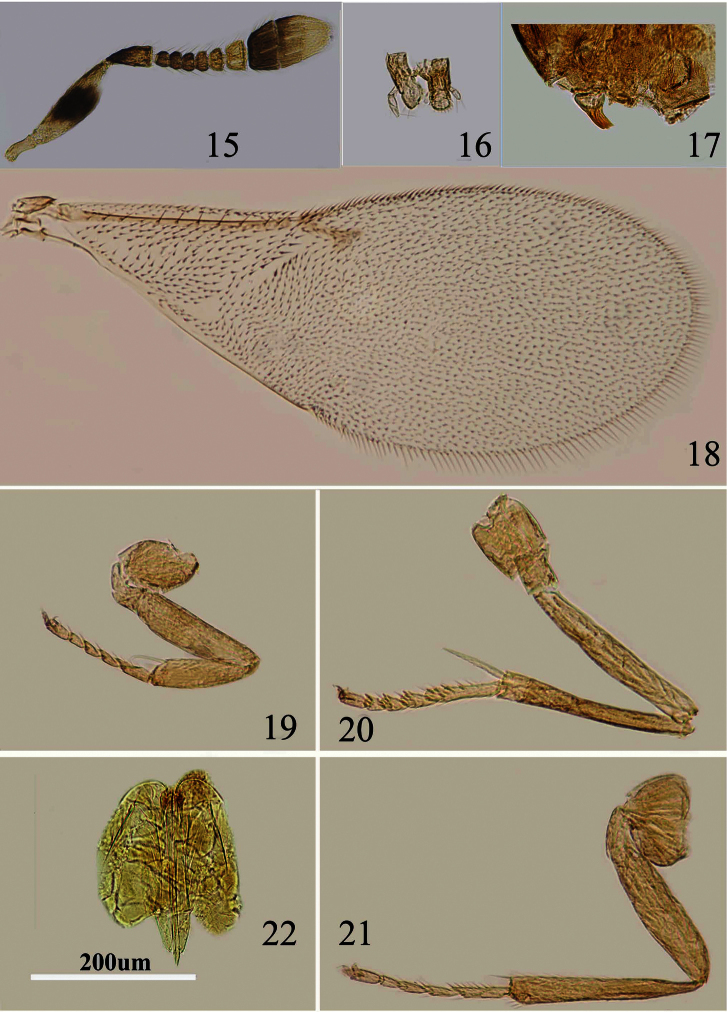 Figures 15–22.