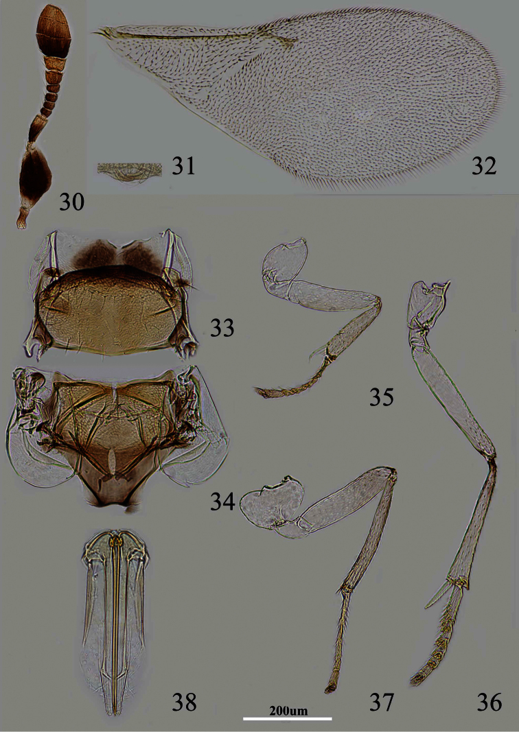 Figures 30–38.