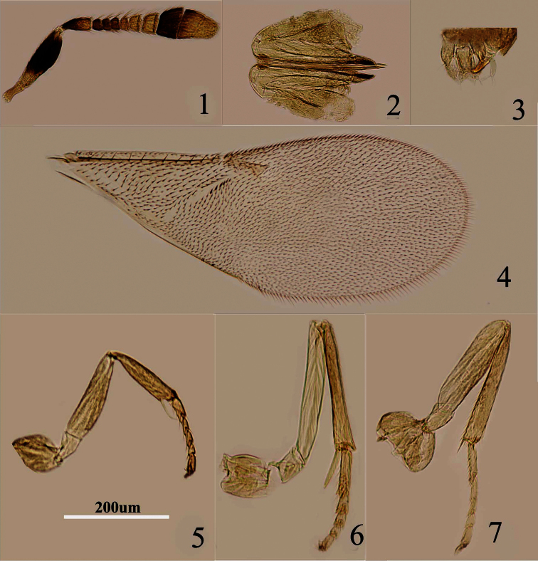 Figures 1–7.