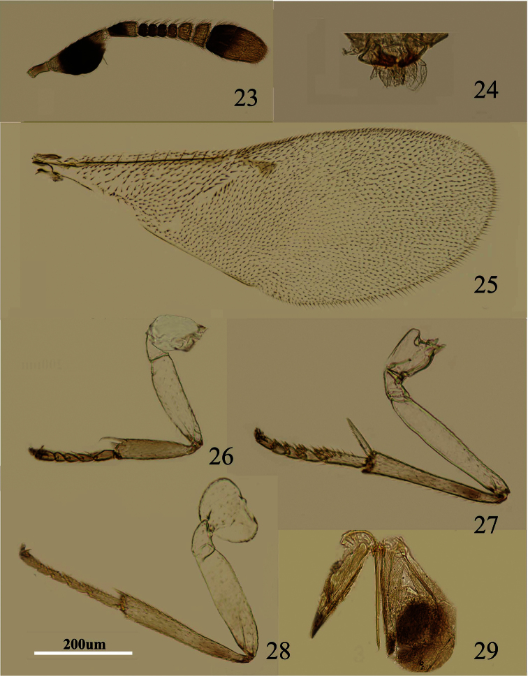 Figures 23–29.