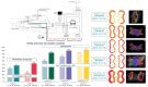 Graphical abstract
