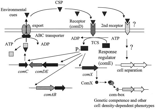 FIG. 1.