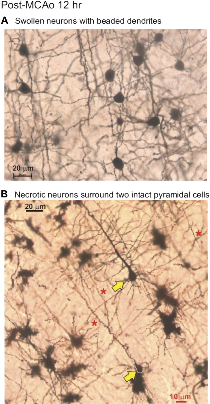 Fig. 13.