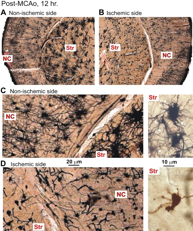 Fig. 11.