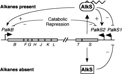 FIG. 1.