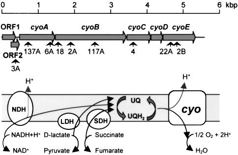 FIG. 2.