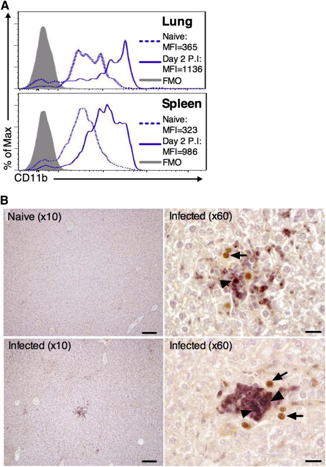 Figure 4