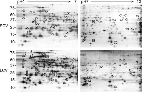 FIG. 2.