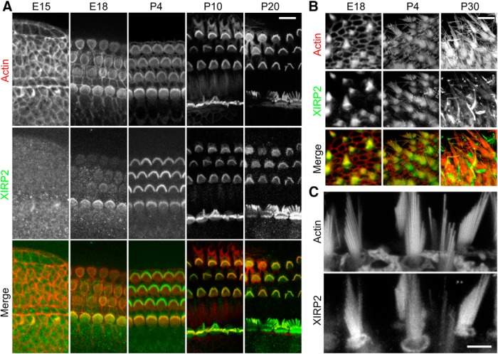 Figure 3.