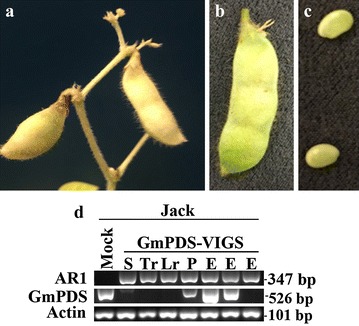 Fig. 6