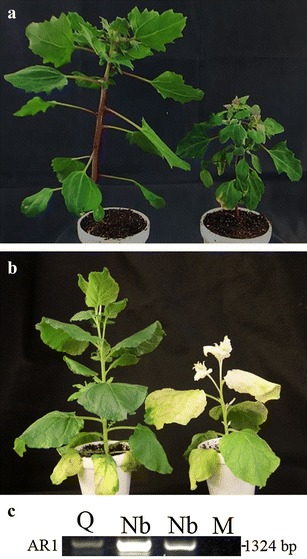 Fig. 2